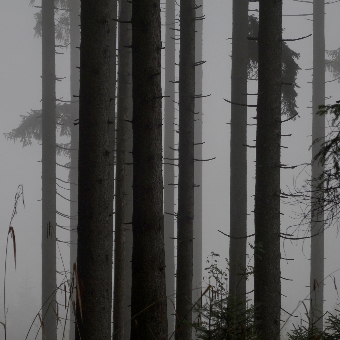 P H O T O : @anne.hooss Instagram | THE FOREST : MISTY & RAINY